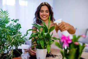 House plants for health Houseplants purify air