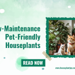 Pet-Friendly Houseplants