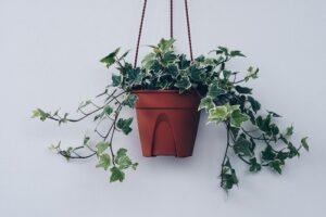 air-purifying houseplants