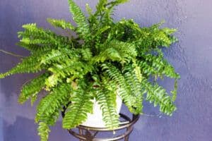 boston fern plant care