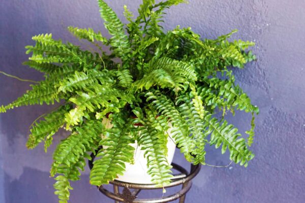 boston fern houseplant