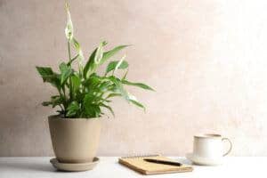 reduce stress with houseplants