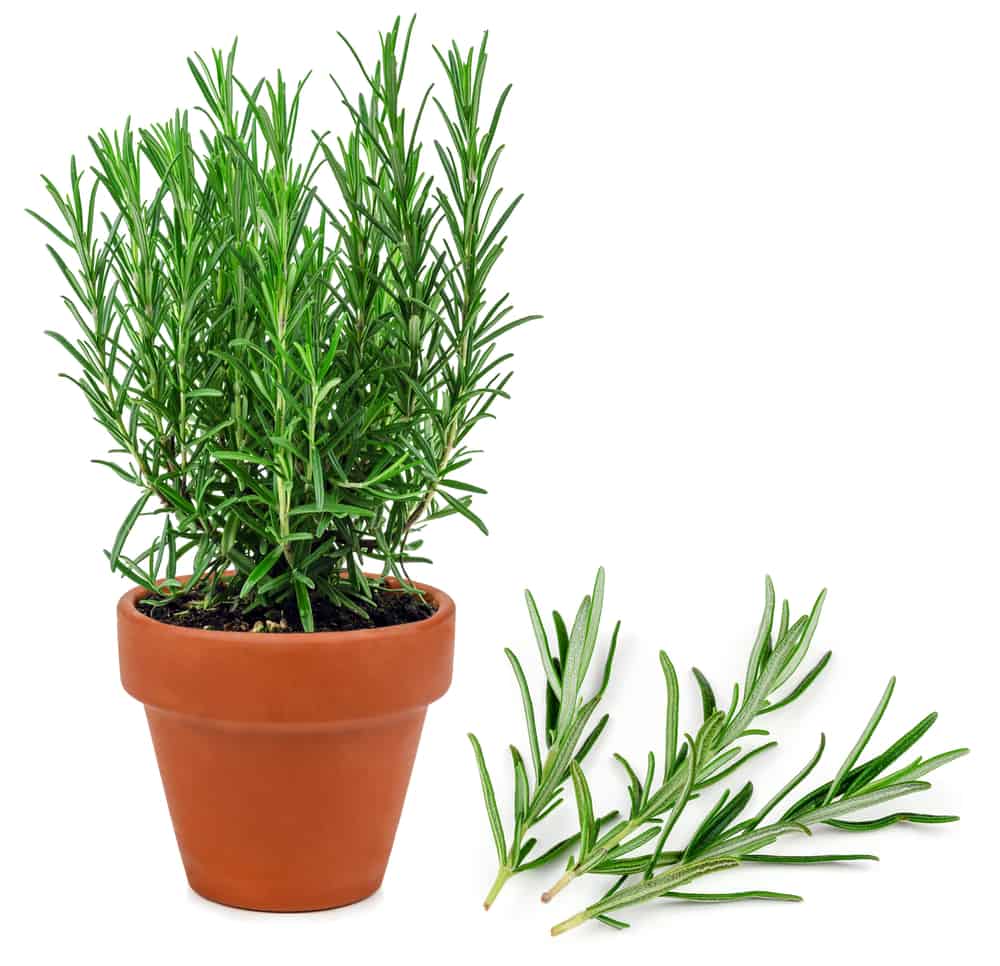 rosemary