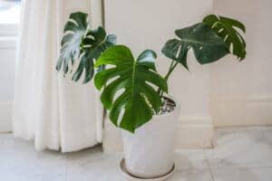 air-purifying houseplants