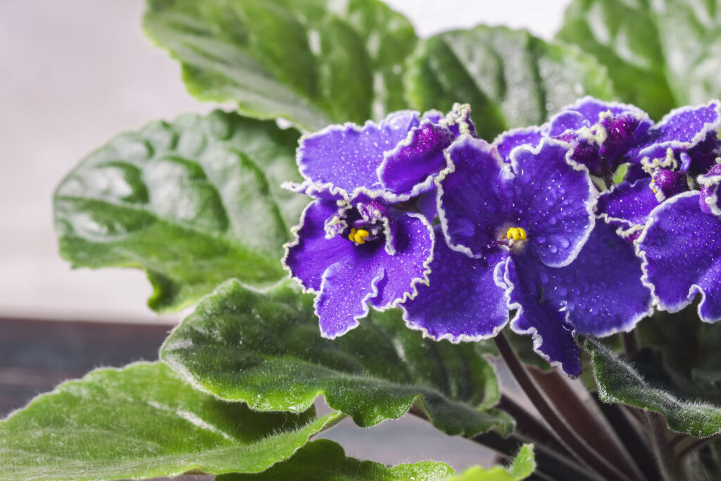 Summer twilight african violet plant