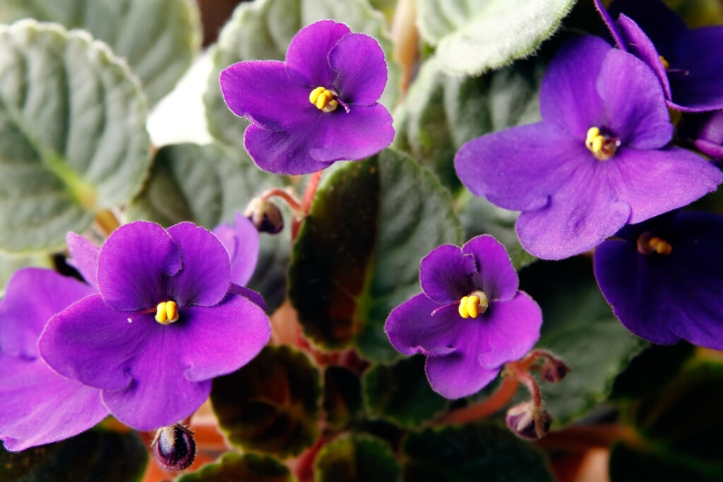 african violets