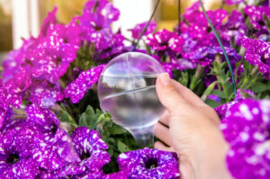 watering device for african plants