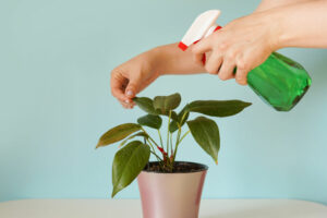 misting african violet plants