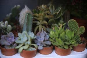 cactus house plants