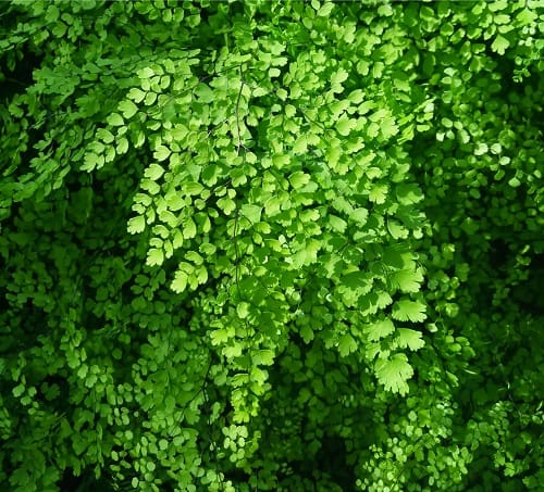 Maidenhair fern