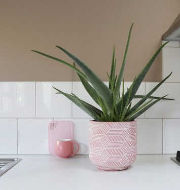 decorative plants for indoors