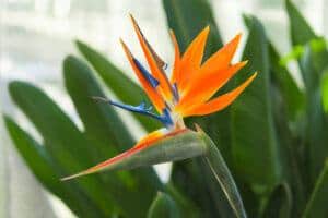 best indoor floor plants | bird of paradise