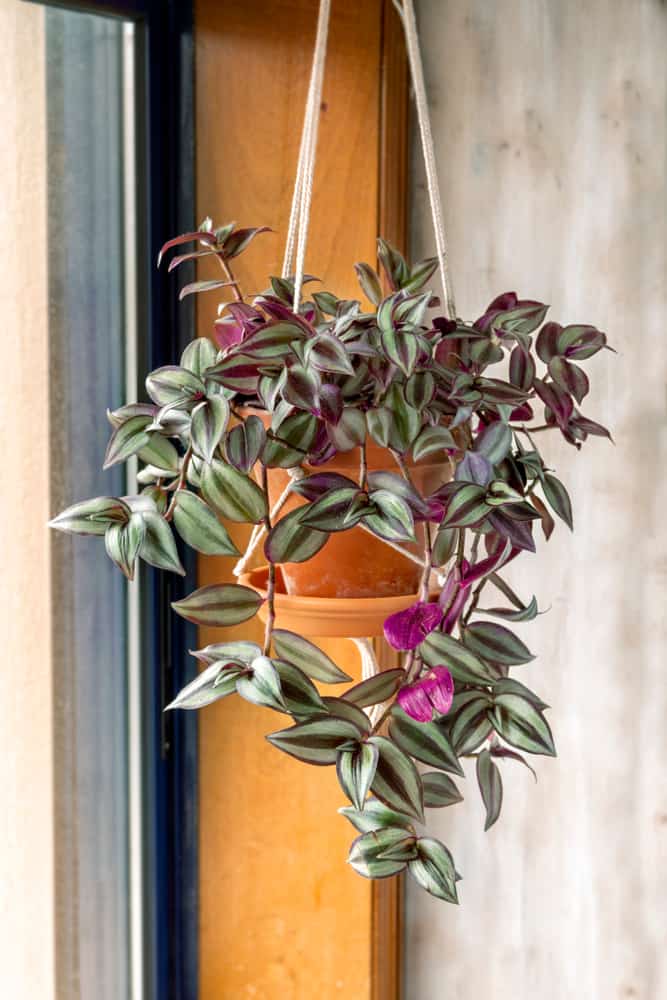 propagating wandering jew houseplant from cuttings