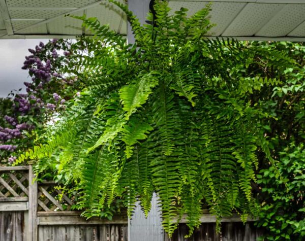 Boston Fern Plant Care