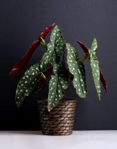 Indoor Plants for Gifts