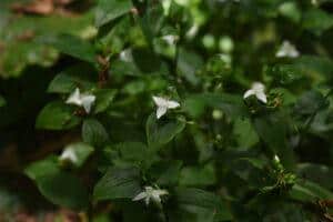 emerald ivy