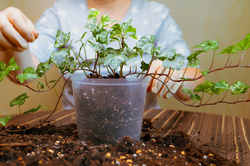 English Ivy Plant Care