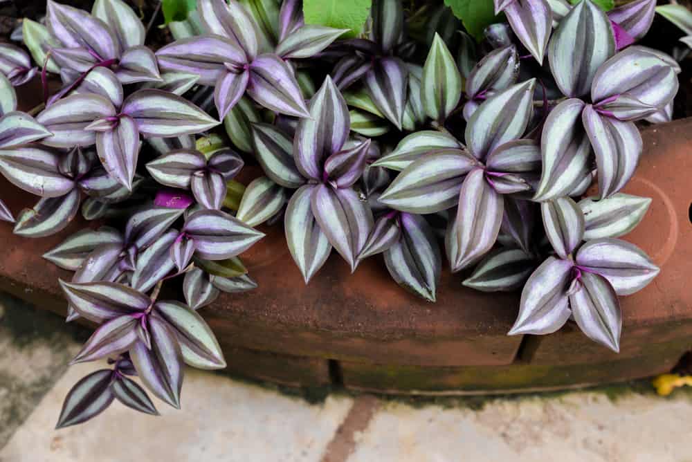 Spider Plant