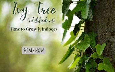 Title-Ivy Tree (x Fatshedera) How to Grow it Indoors