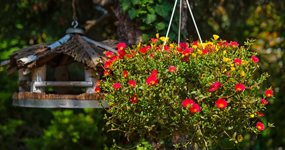 Grow moss rose Portulaca