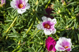 grow moss roses