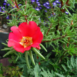 grow moss roses