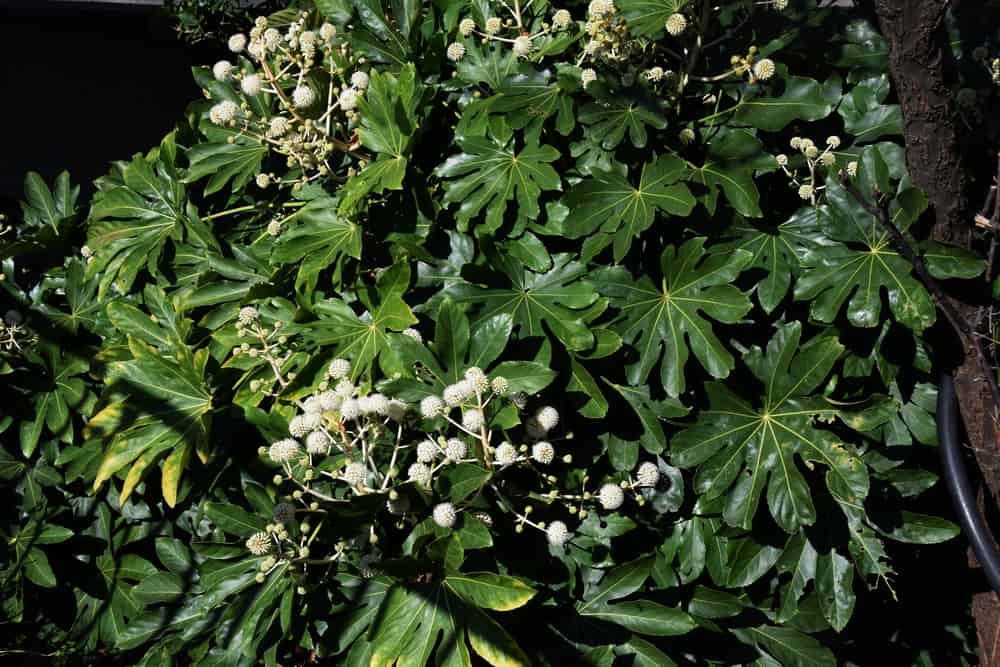 grow Fatsia japonica