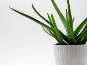 aloe houseplant care