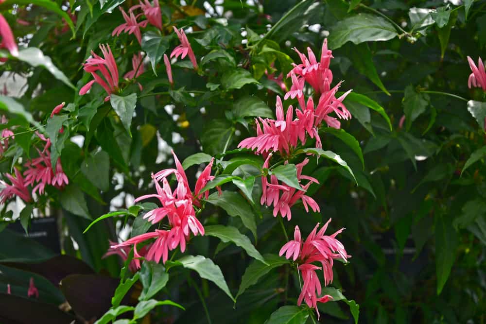 best plants for hanging baskets |black pepper plant