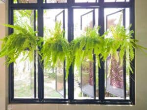 how to propagate boston ferns