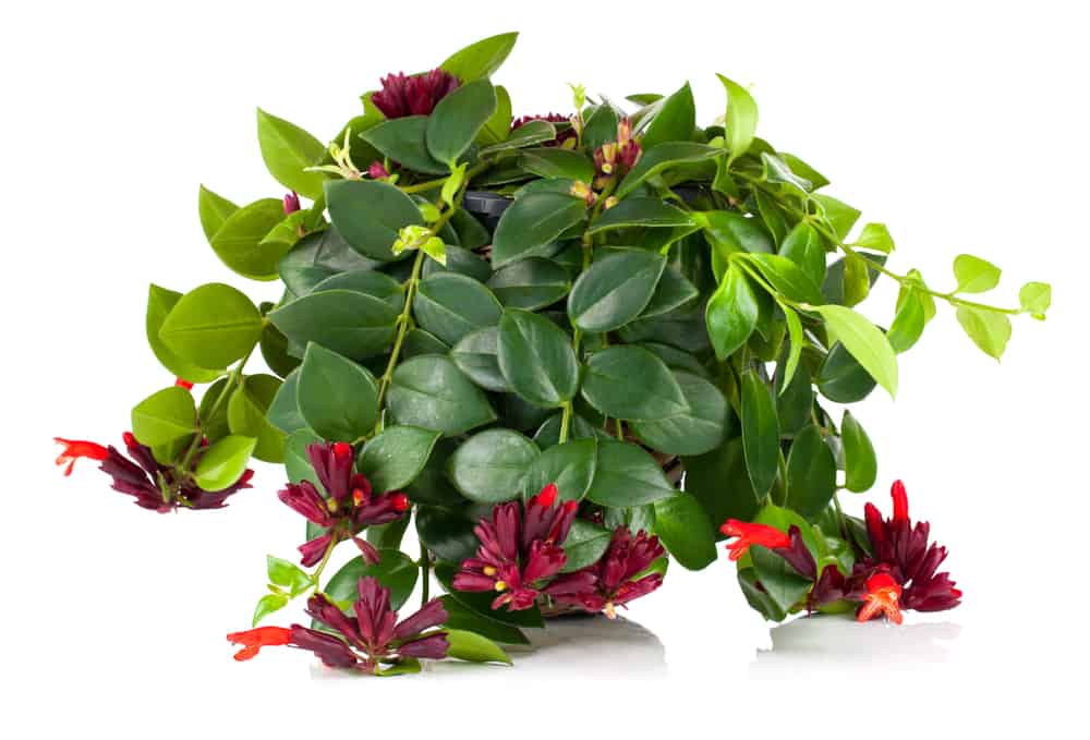 best plants for hanging baskets |lipstick plant