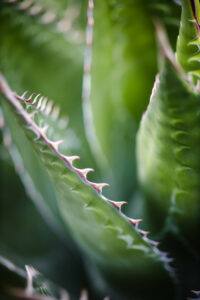 aloe houseplant care | tiger toothed aloe