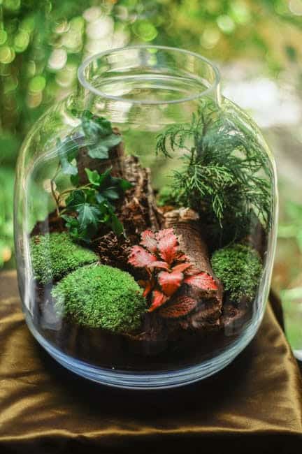 Best Plants for Terrariums