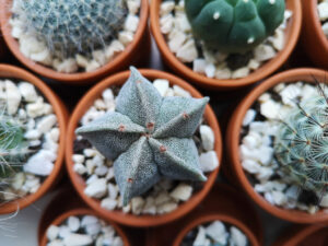 Bishop's cap best cactus house plants