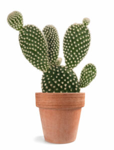 Bunny ears cactus