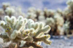 Cholla Cactus