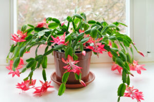 Christmas cactus best cactus house plants