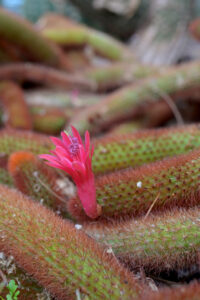 rat tail best cactus house plant