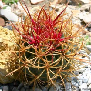 types of barrel cactus