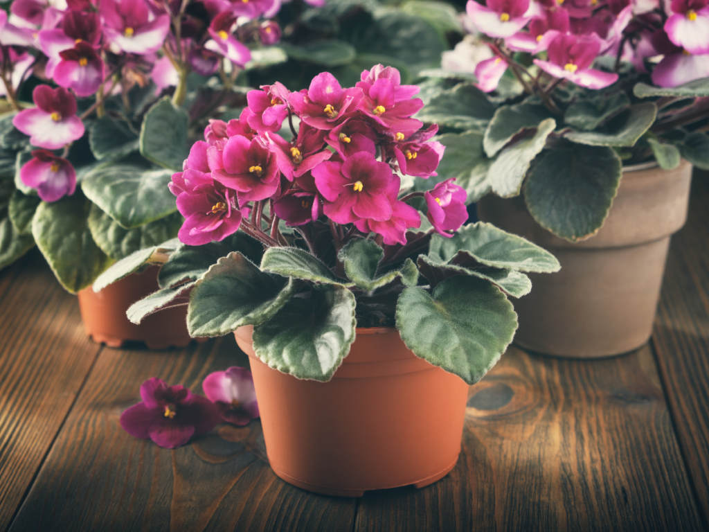 african violet houseplant