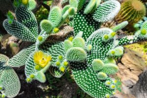 angel wings cactus flower