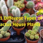 different types of cactus house plants