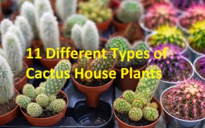 different types of cactus house plants