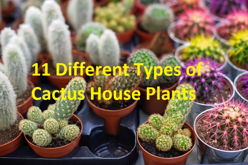 different types of cactus house plants