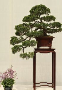 send bonsai tree gift