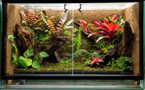 tropical rainforest terrarium