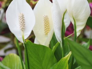 peace lily 