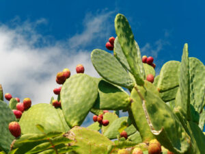 prickly pear