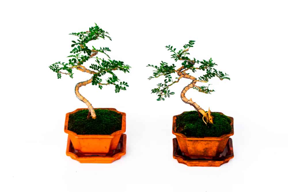 best indoor bonsai trees