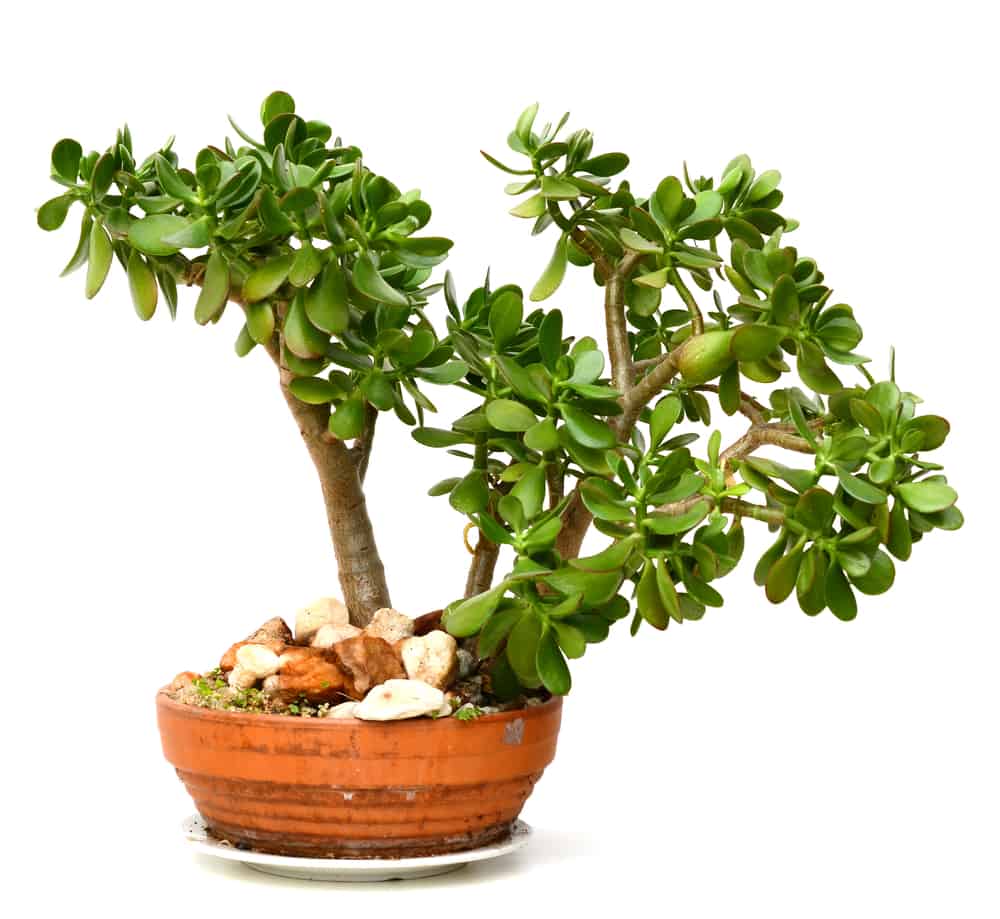 best indoor bonsai trees